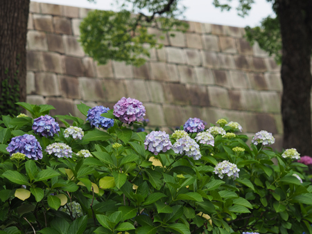 紫陽花
