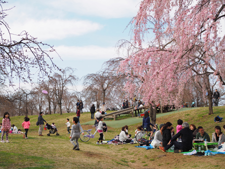 枝垂れ桜