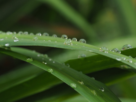 草