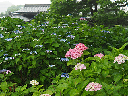 紫陽花