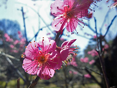 小石川後楽園