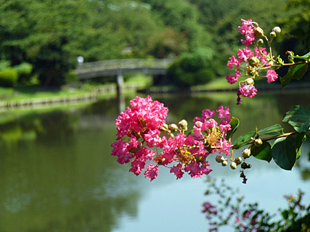 中の池