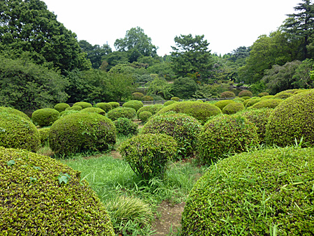 つつじ山
