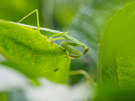 カマキリ