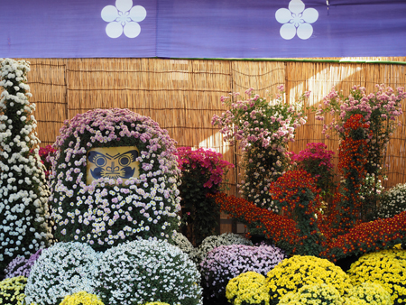 菊