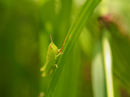 イナゴ
