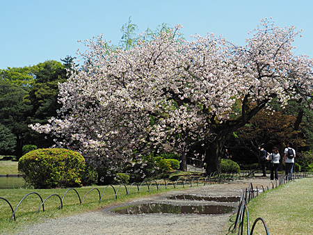 イチヨウ