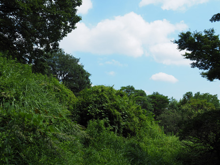 小石川植物園