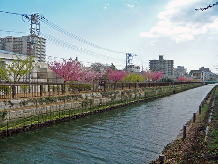 kiba2