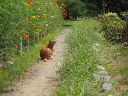 猫