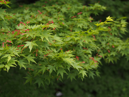 紅葉