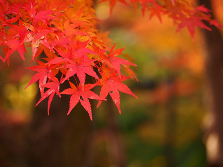 北の丸公園