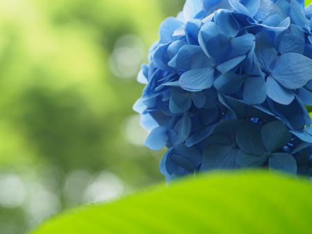 紫陽花