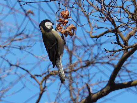 シジュウカラ