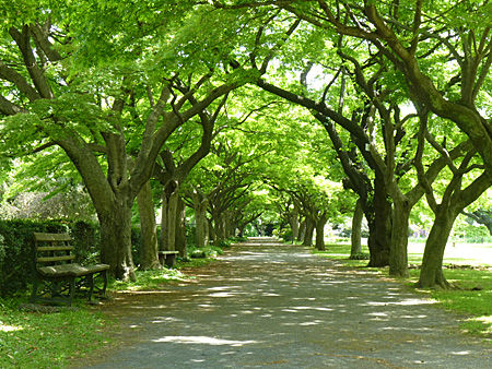 小石川植物園
