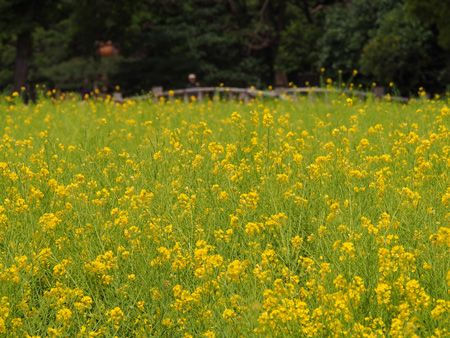 菜の花