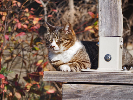 猫
