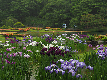 花菖蒲
