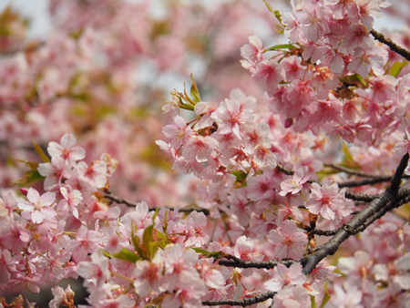 河津桜