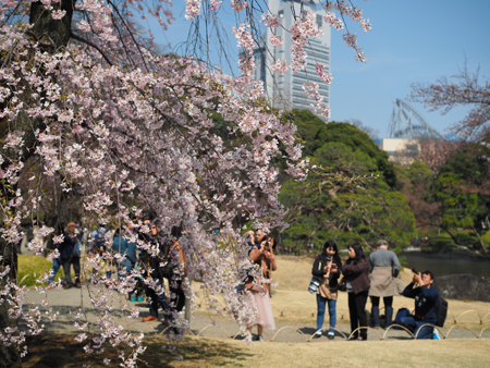 枝垂れ桜