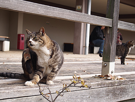 ねこ