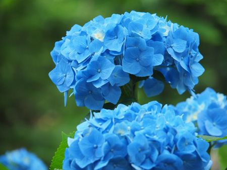 本土寺の紫陽花
