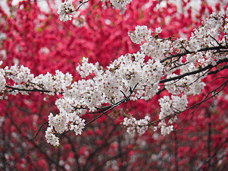 桜と花桃