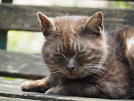 猫