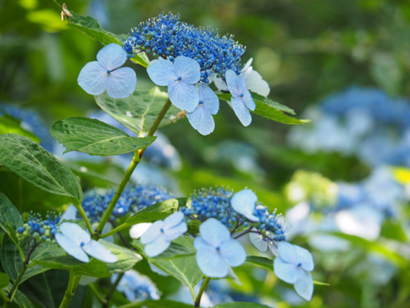 紫陽花