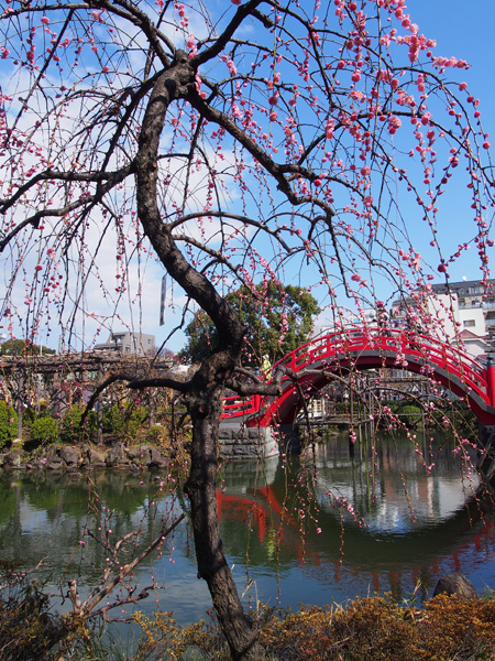 梅と太鼓橋2