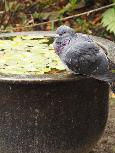 鳩