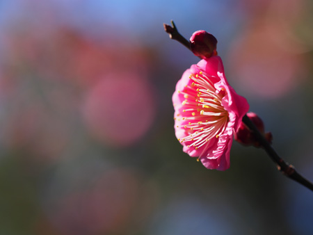 梅