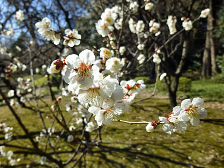 小石川後楽園