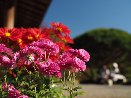 菊