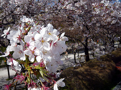隅田公園