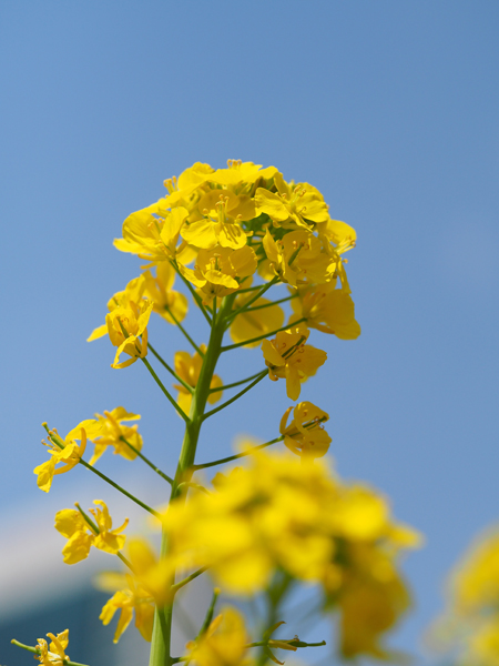 菜の花