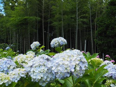 本土寺の紫陽花