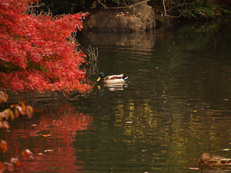 中の池のカモ
