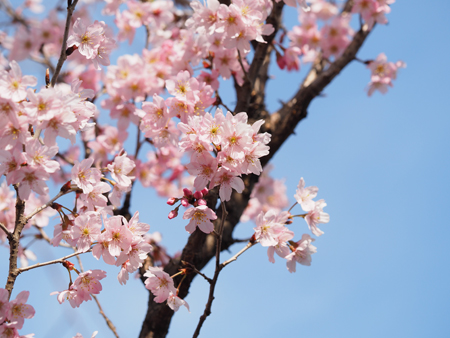 啓翁桜