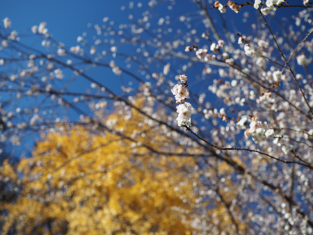 十月桜