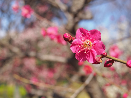 小石川後楽園