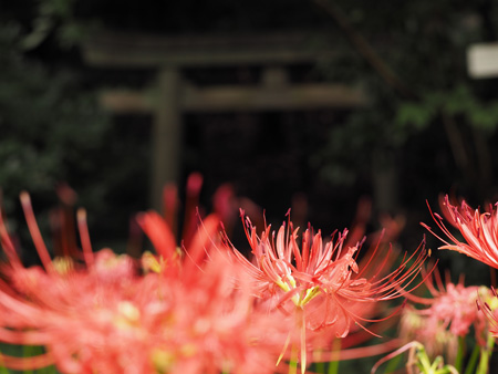 鳥居