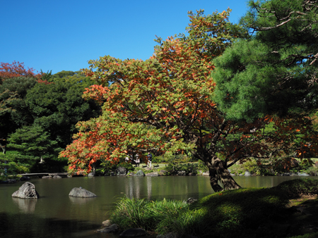 紅葉