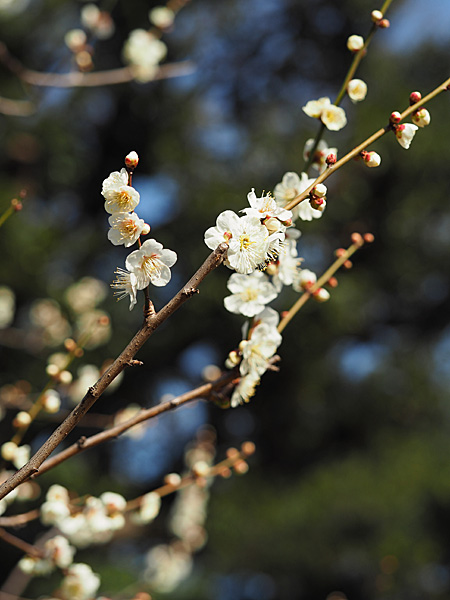 小石川後楽園