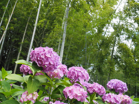 本土寺の紫陽花
