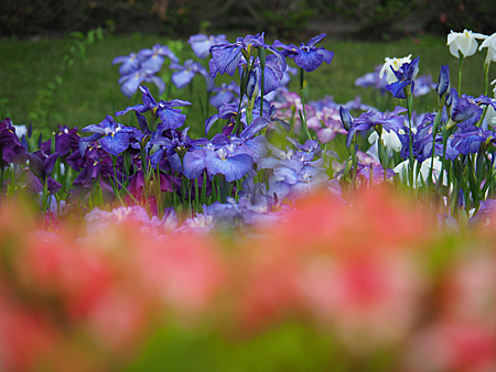 花菖蒲