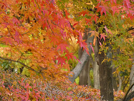 北の丸公園