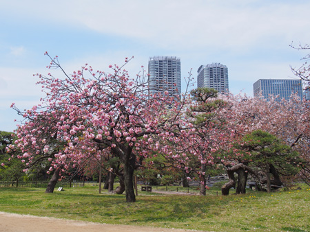 八重桜