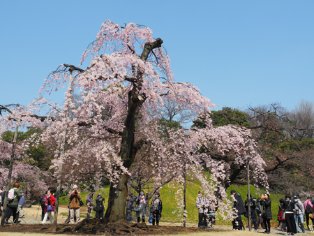 枝垂れ桜