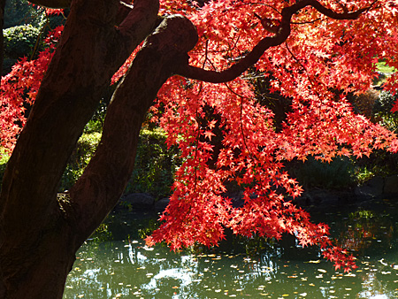 小石川植物園